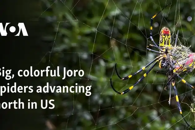 Big colorful Joro spiders advancing north US