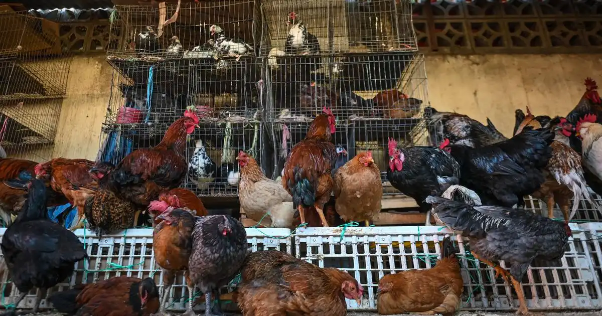 Bird flu: Mexico Man dies contracting WHO strain human not confirmed.