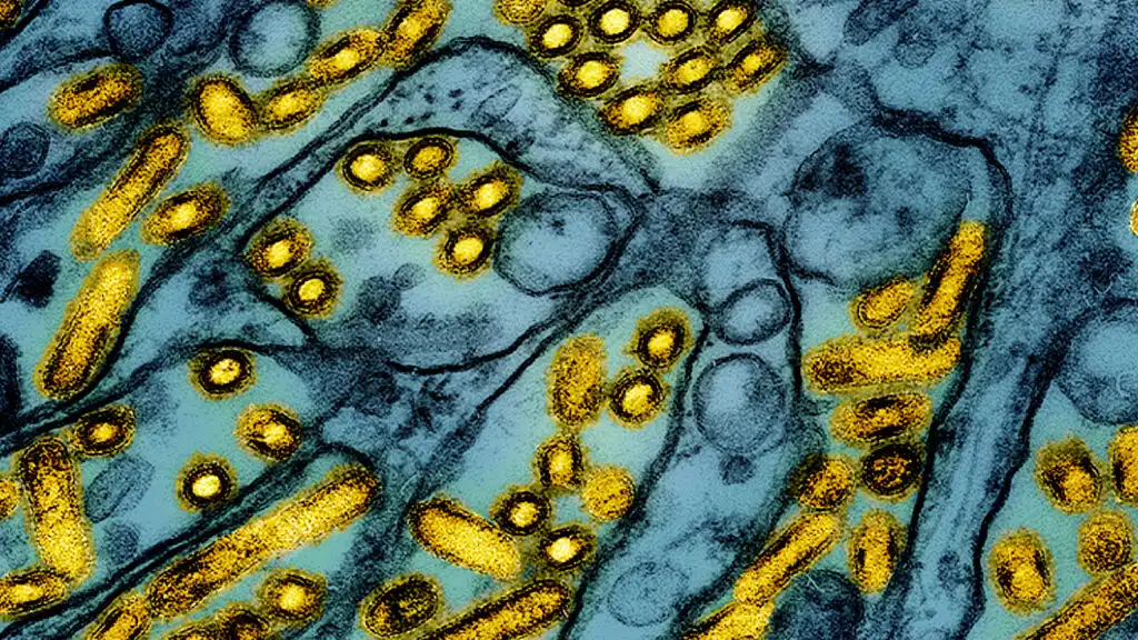 Bird flu virus circulated cows four months outbreak confirmed USDA analysis shows