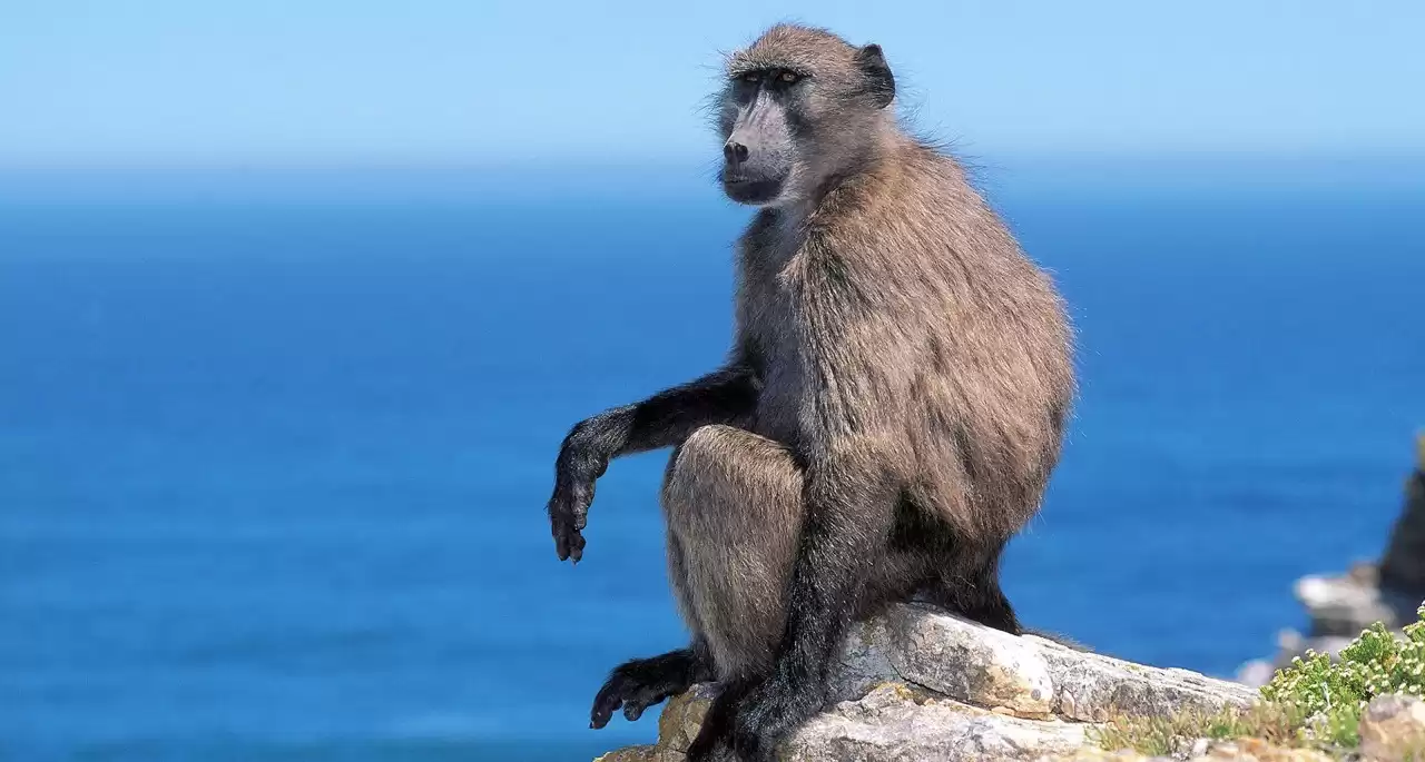 Debates sobre babuinos en Ciudad del Cabo: Las buenas vallas hacen buenos vecinos