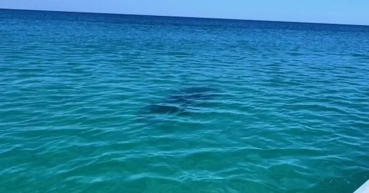 Double shark attack: three people injured, beast lurking in shallow water