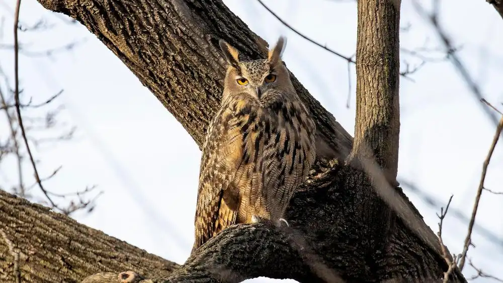 Flaco owl, Central Park Zoo, dead, hitting building