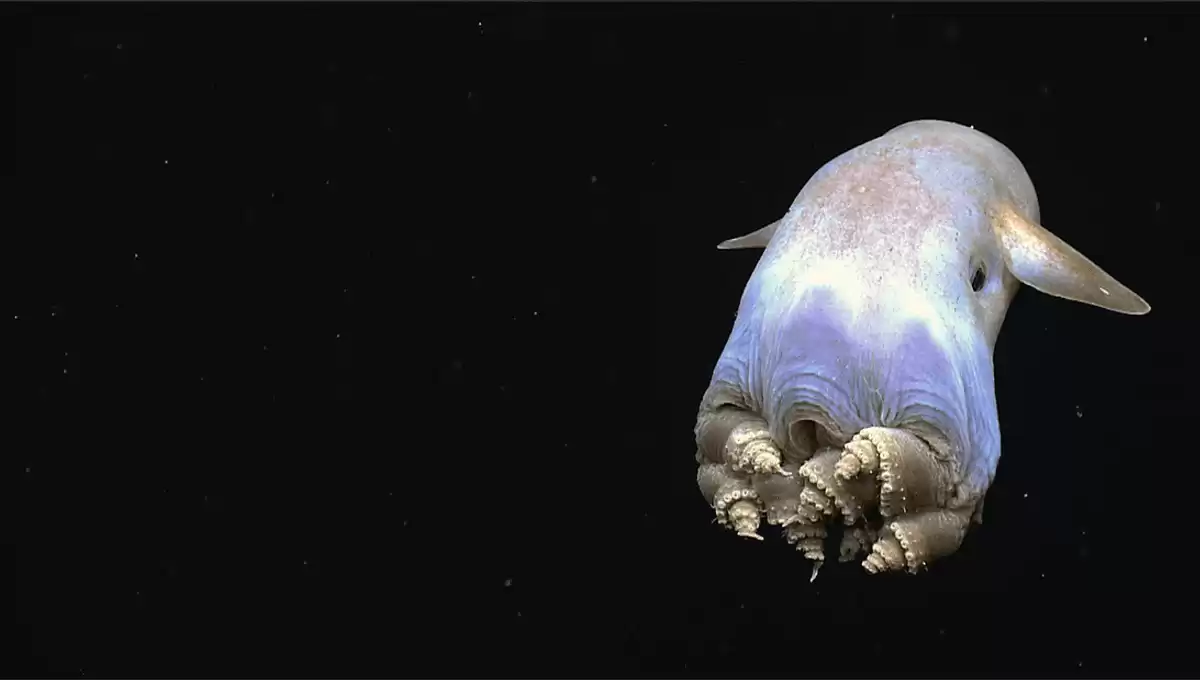 'Ghostly Deep Sea Dumbo Octopus Delights Researchers with Wholesome Video'