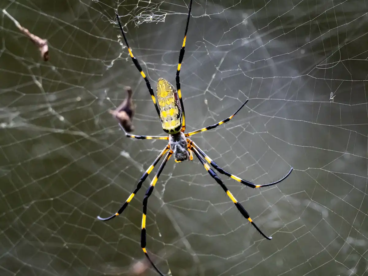 Giant Floating Venomous Joro Spiders Set to Invade Northeast This Summer