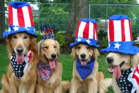 Important Tips to Ensure your Pets' Safety during 4th of July BBQ