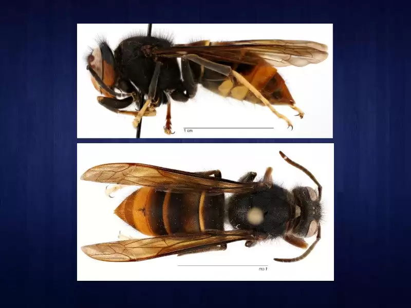 Invasive Yellow-Legged Hornet Spotted in Georgia for the First Time
