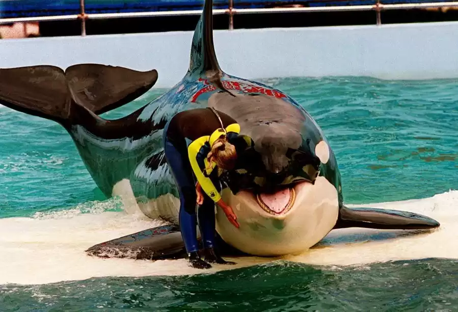 "Lolita Orca Dies: Miami Seaquarium Mourns the Loss of Beloved Captive Orca after Half a Century"