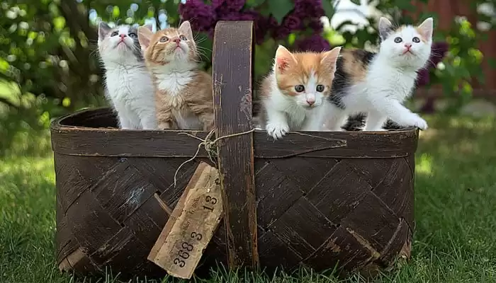 Make Your Kitties Happy on International Cat Day
