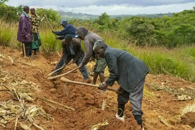 Malawi farming experiment boosts maize yields and improves soil