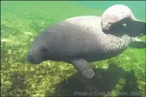 Mama Manatee and Calf Spotted in Vibrant Blue Spring State Park of Orange City - Must-See Video