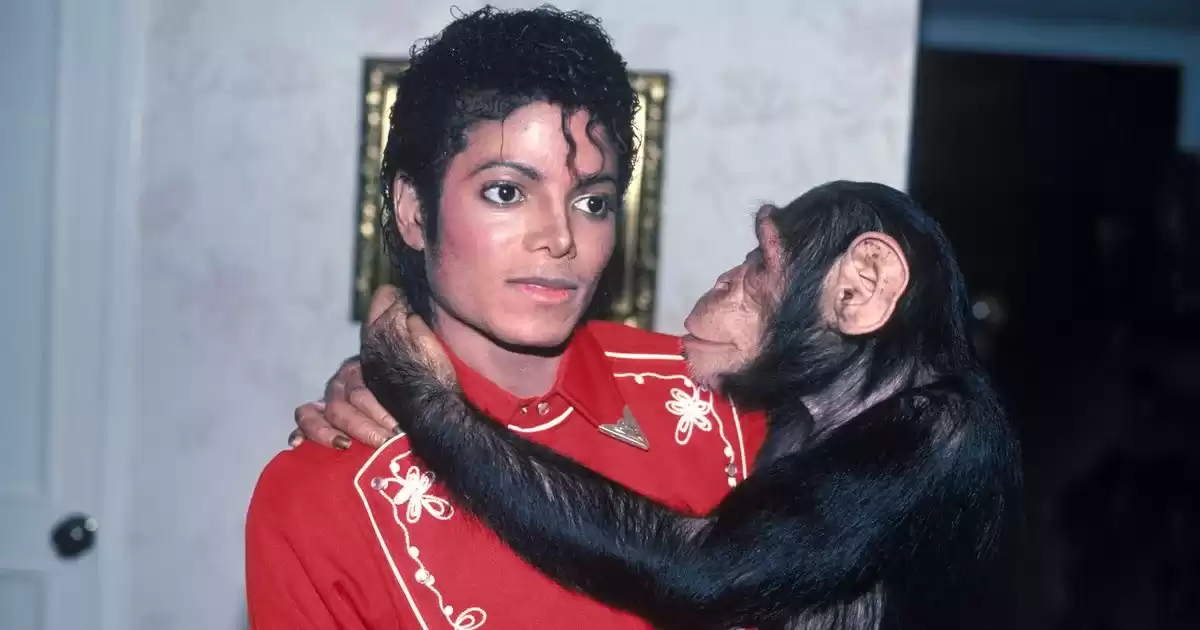 Michael Jackson's Bubbles: From 'Huge and Ugly' to 'Alpha' Ape at Sanctuary