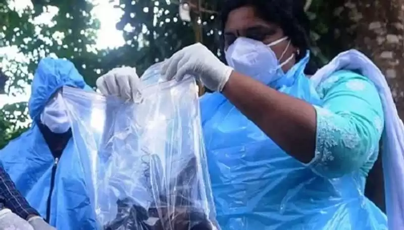 Nipah virus Kerala: Bat samples collected, fruit growers worried
