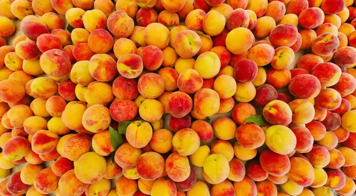 Peaches nectarines plums recalled listeria outbreak sickens more than 10 kills 1