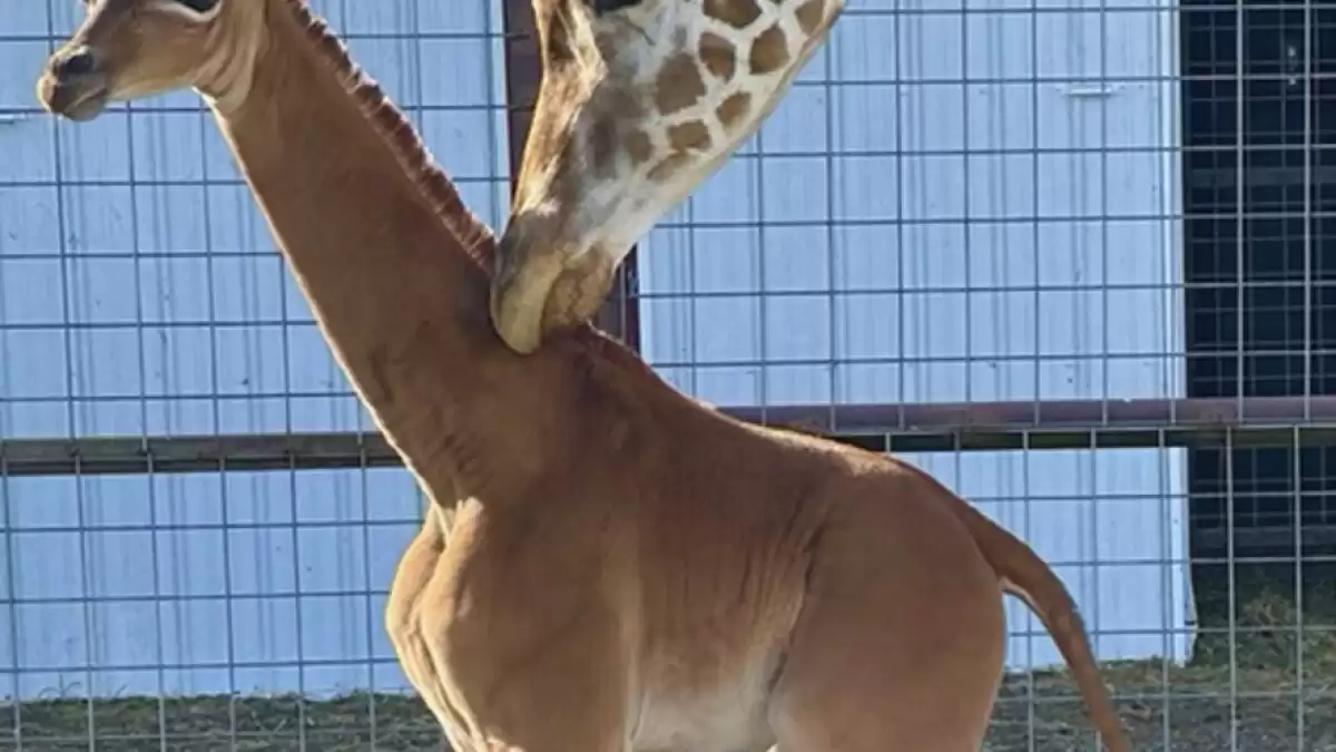 Rare spotless giraffe born Tennessee zoo
