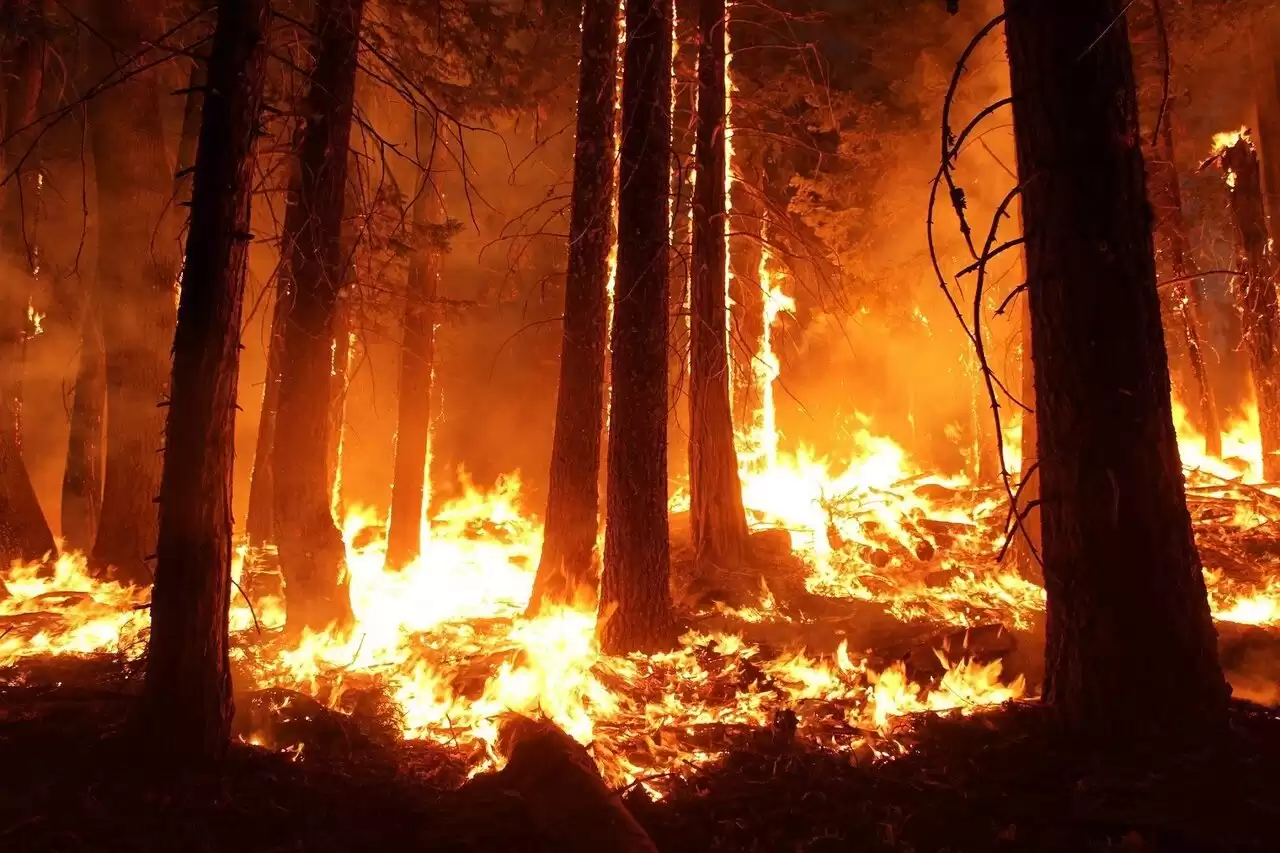 Record-breaking wildfires have scorched more than 10 million hectares in Canada this year