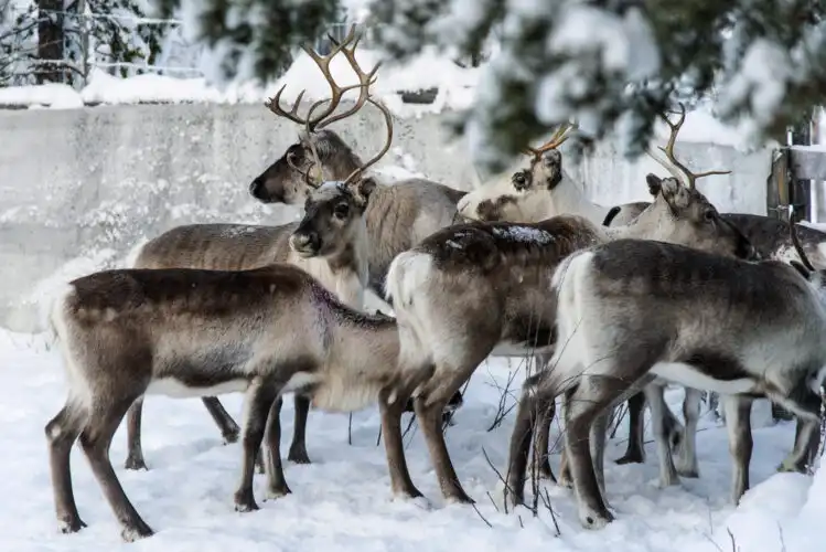 Study: Reindeer Vision Evolved to Spot Favorite Food, Post-Flight Feast