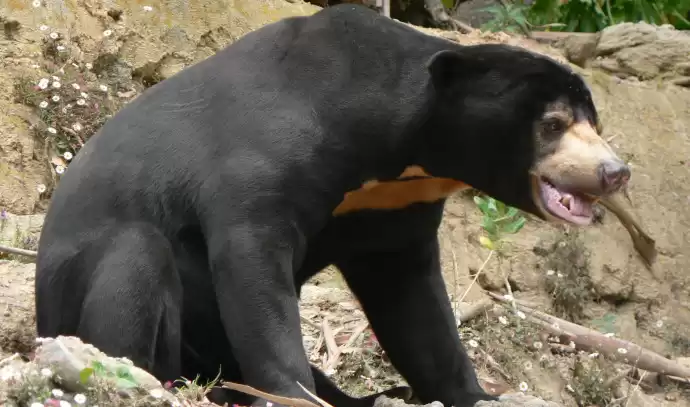 'Sun Bear Confirmed as Non-Human Mascot by Chinese Zoo'