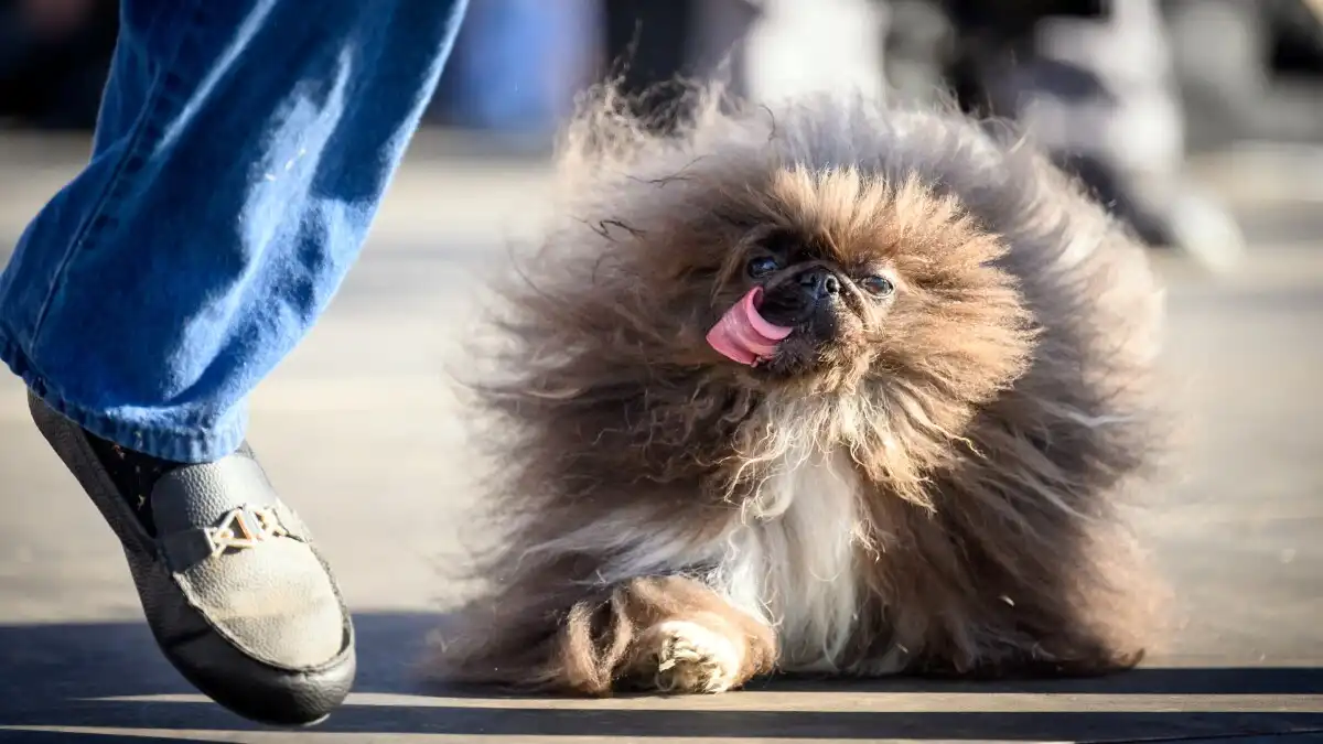 Super Fluffy Pekingese Wild Thang Wins World's Ugliest Dog Contest 2024
