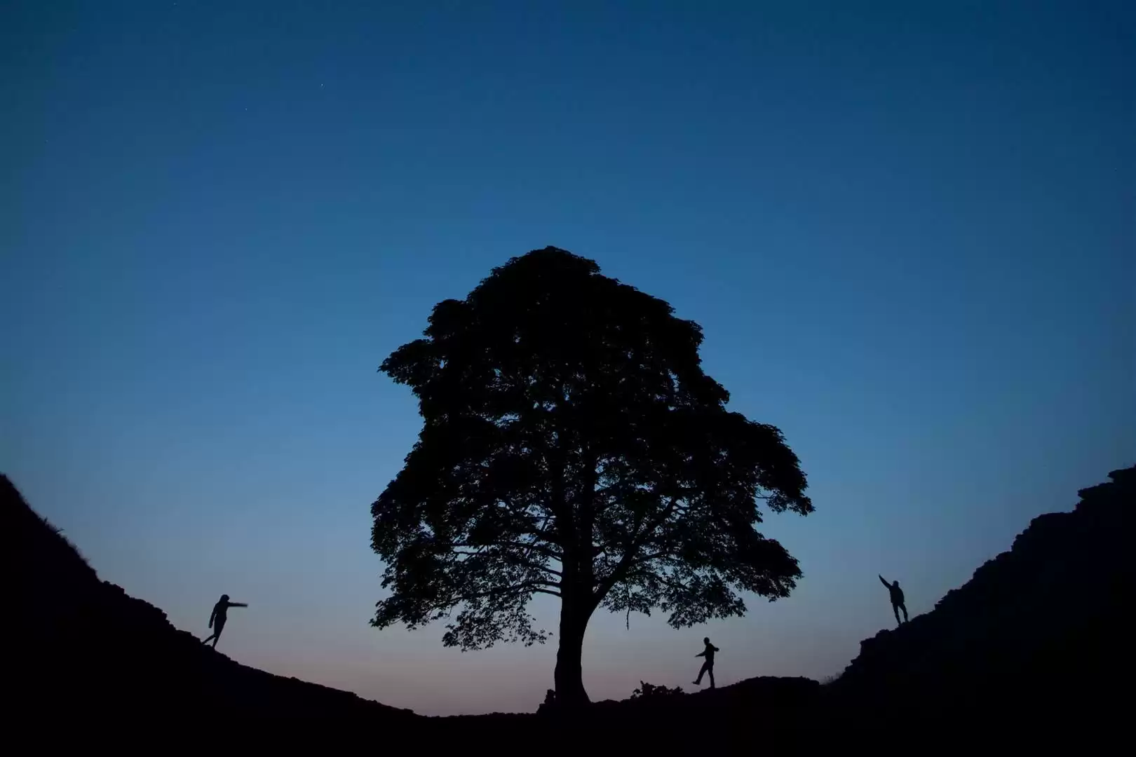 Teenage Boy Arrested for Felling Sycamore Gap Tree Released on Bail