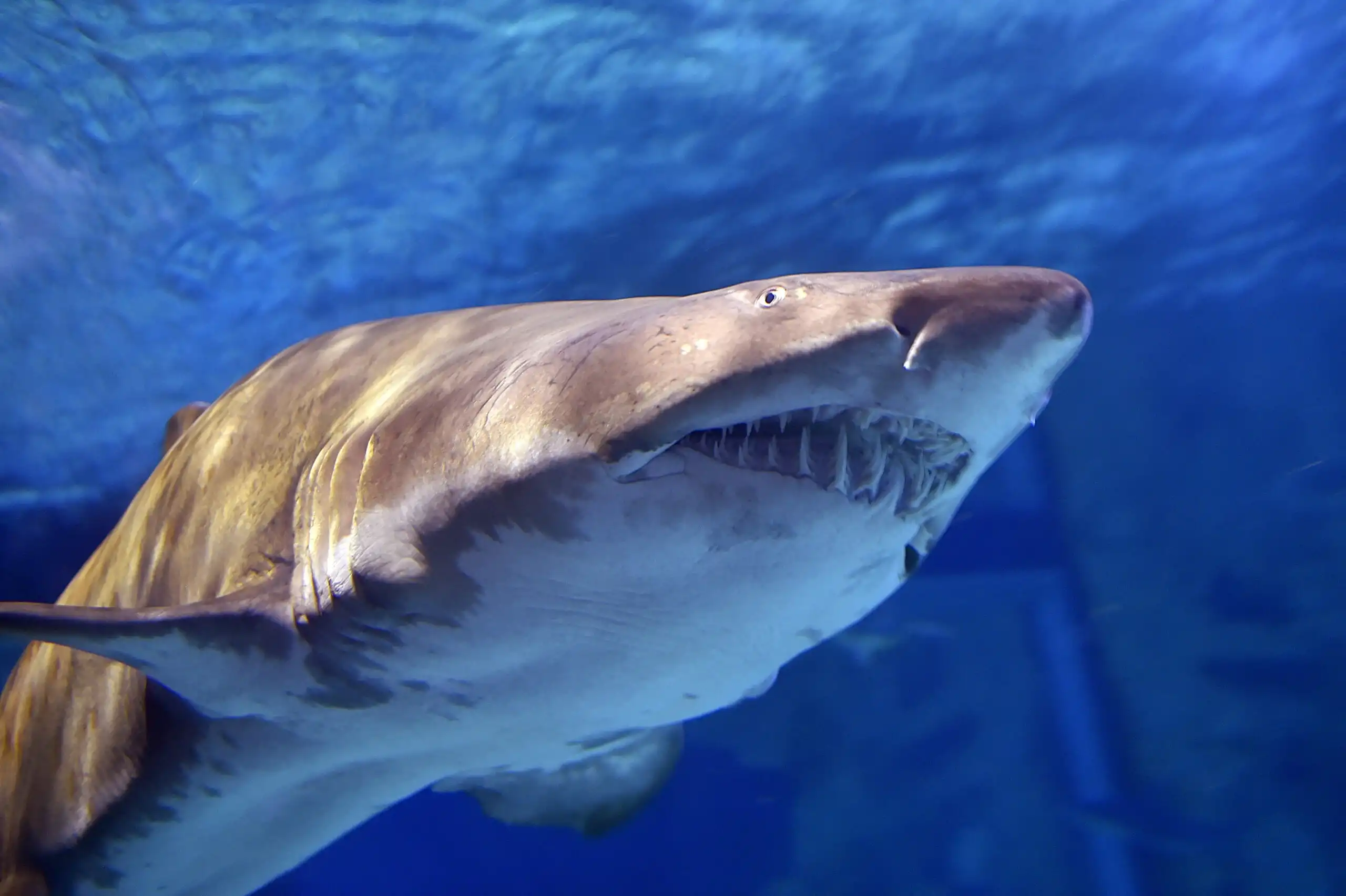 Tiger shark vomits echidna: Australian scientists shocked