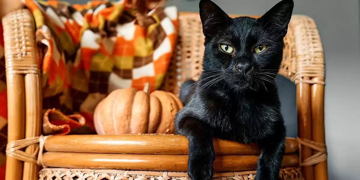 Top Picks for National Black Cat Day: Purrfect Products for Feline Lovers