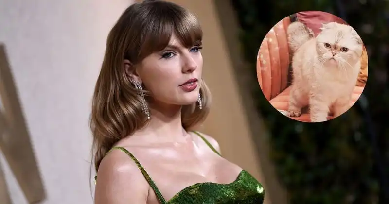 Travis Kelce Net Worth vs Taylor Swift Cat Olivia Benson: How They Compare