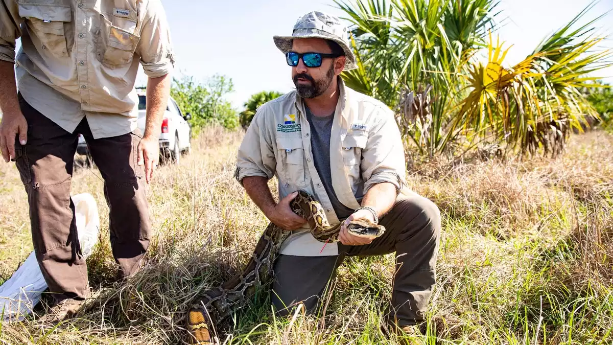 USGS finds that Florida's Burmese pythons are a blend of different species