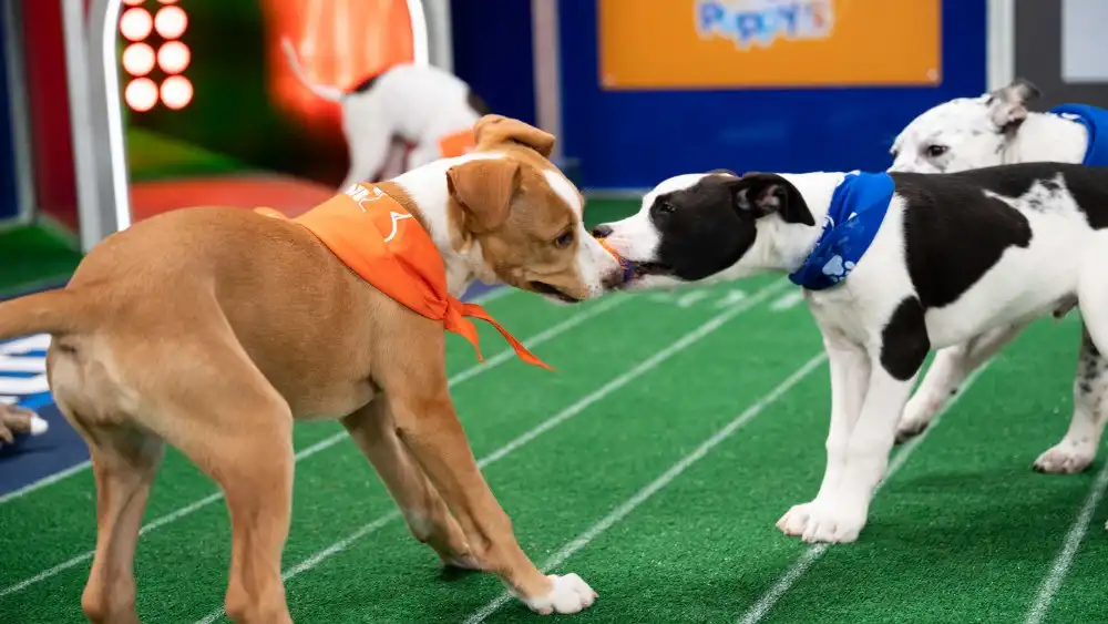 Watch Puppy Bowl 2024 Online Without Cable: Easy Streaming Guide