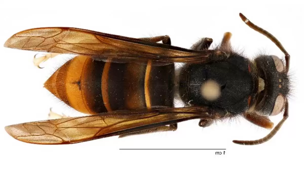 Yellow-legged hornet confirmed in Georgia, first time in U.S.