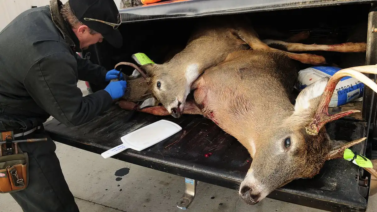 Zombie Deer Disease: Scientist Fears Spread to Humans